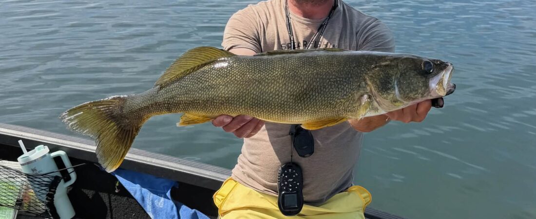 Shallow Muskies, Cooling Water & Walleyes on the Feed